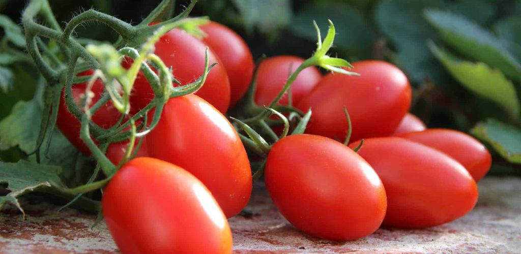 tomatoes-4480125_1920